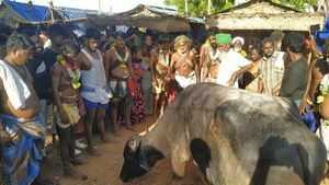 சிவகங்கையில் எருமை, ஆடுகளை பலியிட்டு.. தரையில் சிந்தவிடாமல் ரத்தம் குடித்து  நூதன திருவிழா 