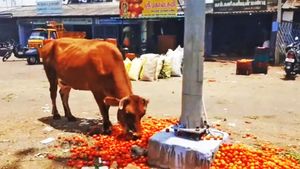 மூலை முடுக்கெல்லாம் தக்காளி.. ரூ.8 க்கு இப்படி உதைபடுகிறதே.. திண்டுக்கல் விவசாயிகளின் நிலைமை பாருங்க