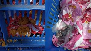 திருப்பதி பிரச்சனையே ஓயலையே.. மும்பை சித்தி விநாயகர் கோவில் லட்டு பாக்கெட்டுகளில் எலிக்குட்டிகள்? 
