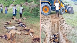 ஆரணியை கலங்கடித்த 15 ஆடுகள்.. திருவண்ணாமலையில் 