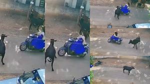 திடீரென குறுக்கே வந்து முட்டிய மாடு! ஸ்கூட்டியில் போன கல்லூரி மாணவிக்கு நேர்ந்த கதி.. நெஞ்சே பதறுதே