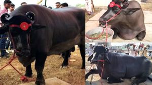 தினசரி ரூ.1500 செலவு.. ஆனா இந்த எருமையின் விந்தணு விற்றாலே 5 லட்சம் லாபம்! மொத்த விலை தலை சுத்திடும்