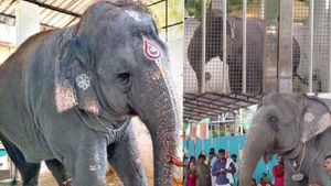 திருசெந்தூர் கோயில் யானை தெய்வானை ரொம்ப சாது.. கோபமாக ’இது’ தான் காரணம்! பாகன் சொல்லும் விளக்கம்! 