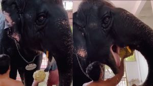 சோறு சாப்டியா? கேட்டதும் தெய்வானை கொடுத்த ரியாக்சன்! திருச்செந்தூர் கோயில் யானை இப்போ எப்படி இருக்கு 