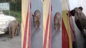 அம்மா அம்மா நீ எங்கே அம்மா! தாயை பிரிந்த குட்டி யானை! வயநாட்டில் 