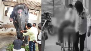திருச்செந்தூர் கோயிலில் பழம் கொடுக்க வந்தவரை மிதித்த கோயில் யானை தெய்வானை! பாகன் உள்பட 2 பேர் பலி 