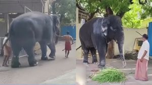  திரும்ப வந்துட்டேன்னு சொல்லு! 11 நாள் தனிமை வாசம்.. மீண்டும் பக்தர்களுக்கு ஆசி வழங்க வந்த தெய்வானை! 