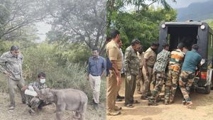 தாயை இழந்த கோவை குட்டி யானையை எந்த யானை கூட்டமும் ஏற்கவில்லை – முதுமலைக்கு அனுப்பப்பட்ட சோகம் 