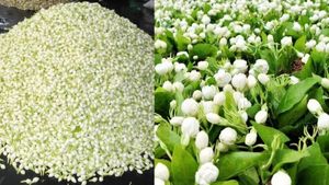 மல்லிகை பூ பூத்துருக்கு..அது மழையில நனைஞ்சிருக்கு! பனியால் விர்ரென உயர்ந்த பூக்கள் விலை! மக்கள் ஷாக்