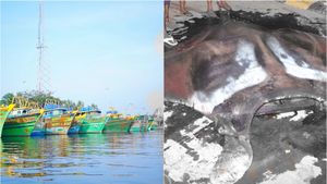 புதுச்சேரியில் வலையில் சிக்கிய 1.5 டன் ராட்சத மீன்.. வயிற்றை வெட்டி பார்த்தால்.. வியந்த மீனவர்கள் 