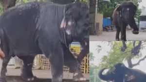 முழுசா மாறிய தெய்வானை யானை.. இவ்ளோ புத்திசாலித்தனமா? என்ன பண்ணுதுன்னு பாருங்க 