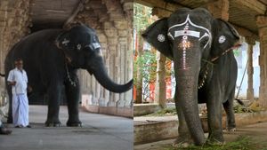 தமிழகத்திலேயே அதிக வயதான நெல்லையப்பர் கோயில் யானை! 40 ஆண்டாக ஓடியாடிய காந்திமதிக்கு நடந்தது என்ன? 