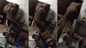 கோவையில் அறைக்குள் வந்த உருவம்.. உயிரை கையில் பிடித்து பதுங்கிய இளைஞர்கள்.. ஒற்றை யானையால் பரபரப்பு 