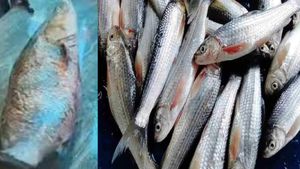  தஞ்சையில் வலையில் சிக்கும் அரிய மீன்.. வியந்து பார்த்த மீனவர்கள்.. துள்ளி குதித்த அதிராம்பட்டினம்