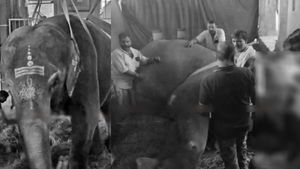  நெல்லையப்பர் கோயில் யானை காந்திமதி அதிகாலையில் திடீரென உயிரிழந்தது.. பக்தர்கள் அதிர்ச்சி! 