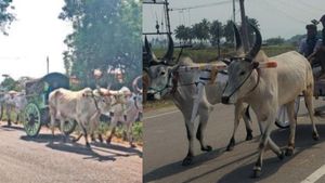 திண்டுக்கல்லில் மாட்டு வண்டியில் யார் பாருங்க.. பழனி முருகன் கோயிலில் அசத்திட்டாங்களே கோவை மக்கள்