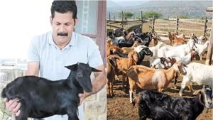 உலகமே ஆச்சரியத்துடன் பார்க்கும் கொங்கு நாட்டு விலங்கு... கின்னஸ் சாதனை படைத்த ‘கரும்பி’ ஆடு