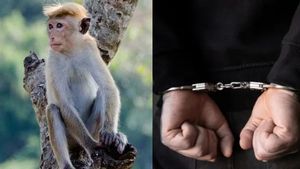 திண்டுக்கல் கொடுமை! மாங்காய் திருடிய குரங்கு சுட்டுக் கொலை- சமைத்து சாப்பிட்ட இருவர் அதிரடி கைது! 
