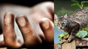 மதுரையில் வளர்ப்பு பூனைக்கடிக்கு சிகிச்சை! வலி தாங்க முடியாமல் மருத்துவமனையில் இளைஞர் விபரீதம்