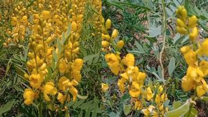 சாத்தான்குளம் சாலைகளில் விளையும் 