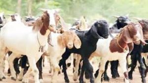 ஆடுகள் வளர்க்கறீங்களா கொட்டகையில்? பட்டிகளில் உப்புக் கட்டிகள்.. சூப்பர் தகவலால் மதுரையில் மகிழ்ச்சி