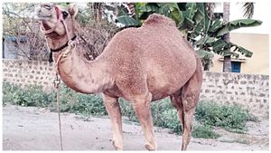 தஞ்சாவூரில் தலைய நீட்டிய இந்த ஒட்டகத்தை யாராச்சும் பார்த்தீங்களா? சர்க்கஸ் கூடார ஒட்டகம்! தஞ்சை பரபர