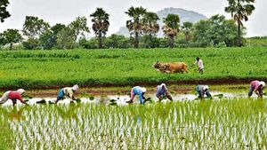 பிரதமரின் திட்டம்.. பயிர் காப்பீடு பலன்.. கோவை  விவசாயிகளுக்கு வேளாண் அதிகாரி முக்கிய அறிவிப்பு