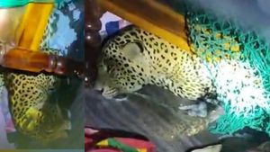 வீட்டுக்குள் நுழைந்த சிறுத்தை.. 5 பேரை கடித்து குதறிய சோகம்.. கர்நாடகாவில் நடந்த திக்திக் சம்பவம்