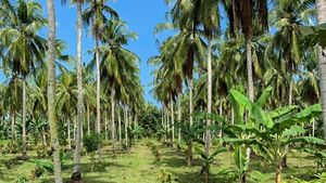 கோவை பேரூர் தோப்புகளில் அலைமோதும் ஆண்கள் கூட்டம்.. டாஸ்மாக் குடிமகன்களுக்கு ஒரே ஆச்சரியம் 
