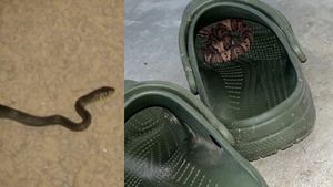 மரத்துப்போன காலால் வந்த மரணம்.. Crocs-க்குள் இருந்த பாம்பு கடித்தது கூட தெரியாமல் இறந்த இன்ஜினியர்