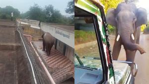 கோவையில் ஒரே நாளில் 2 இடங்களில வந்த காட்டு யானைகள்.. ஐஸ்ட் மிஸ்ஸில் நடந்த எஸ்கேப்