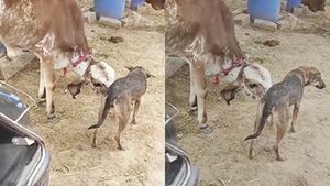 கோவையில் கன்று குட்டிக்கு தாயாக மாறிய நாய்.. பால் கொடுத்து பாசம் காட்டி வளர்க்கும் அதிசயம் 