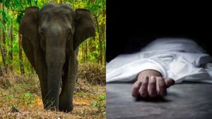 வால்பாறையில் அதிகாலையிலேயே நடந்த சோகம்.. யானை தாக்கியதில் பாட்டி, பேத்தி பரிதாப பலி