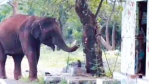 பண்ணாரி கோயிலில் விநாயகரை வணங்கிச் சென்ற காட்டு யானை! ஆச்சரியமாக பார்த்த ஈரோடு சத்தியமங்கலம் மக்கள்