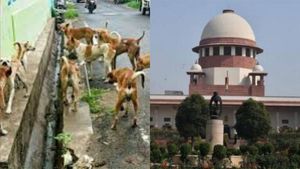 தெருநாய்களுக்கு குட்பை..  பொதுஇடங்களில் இருக்கவே கூடாது.. உச்சநீதிமன்றம்  அதிரடி உத்தரவு