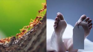 Myrmecophobia: எறும்புகளை கண்டாலே பயம்! 3 வயது குழந்தையை தவிக்க விட்டு பெண் தற்கொலை