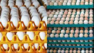 Omelette: தங்கம் விலை கூட குறையுது! இந்த முட்டை ரேட் மட்டும் ஏறிகிட்டே இருக்கு! இனி ஆஃப் பாயிலுக்கு ஆப்பு!