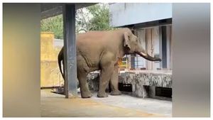 கோவை வெள்ளியங்கிரி கோவிலுக்குள் நுழைந்த யானை உயிரிழக்கவில்லை - ஹைகோர்ட்டில் வனத்துறை அறிக்கை
