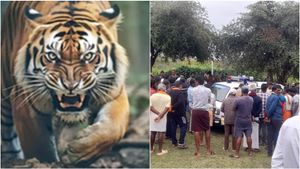 அச்சத்தில் உறைந்த உதகை.. ஆட்கொல்லி புலி தாக்கி மூதாட்டி பலி! சடலம் மீட்பு