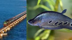 Knife fish: ராமேஸ்வரம் மீனவர் வலையில் கத்தி மீன்! உடம்பு பூரா முள்ளு! ஆனாலும் கிலோ எவ்வளவு தெரியுமா?