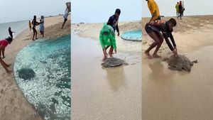 ராமேஸ்வரம் வலையில் சிக்கிய அரிய வகை கடல் ஆமை.. மீனவர்களுக்கு பரிசு தர அரசு முடிவு  