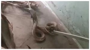 ஆம்பூரில் முனியம்மா வீட்டில் கோதுமை நாகப்பாம்பு.. 3 நாளாய் சுற்றி வந்து.. ஆடிப் போன திருப்பத்தூர்