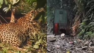 நீலகிரி பந்தலூர் இரும்பு பாலத்தில் சிக்கி தவித்த சிறுத்தை.. வனத்துறை பேருதவி.. வீடியோ பாருங்க 