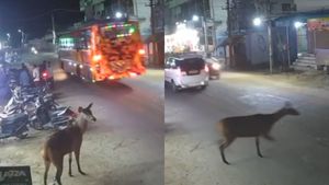 அதிசய காட்சி தூத்துக்குடியில்.. கீதா காபி கடையில் தோன்றிய கடமான்.. சாலையில் ஓடிய தருணம்.. பாருங்க