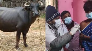 ரேபீஸ் பாதித்த இறந்த எருமை பாலில் தயாரான தயிர் பச்சடி! தடுப்பூசி போட்டுக் கொள்ள குவிந்த கிராமத்தினர்