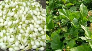 மதுரையில் உச்சத்தை தொட்ட மல்லிகைப்பூ விலை! 1 கிலோ ரூ 12000! பேசாம ஒரு கிராம் தங்கமே வாங்கிடலாம்! 