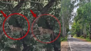 ஈரோட்டில் பண்ணாரி ரோட்டில் மரத்தின் மீது உட்கார்ந்திருப்பது யார் பாருங்க.. சிதறி ஓடிய சத்தியமங்கலம் 