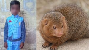 கீரிப்பிள்ளை கோழியை பிடிக்க வந்து, சிறுவனை தீண்டி.. மெல்ல உடம்பில் ஏறிய விஷம்.. ஆடிப்போன திருவாரூர்