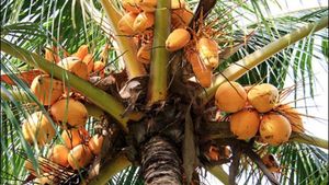 இளநீர் பறிக்க தென்னை மரம் ஏறியவர்.. பதநீர் இறக்க பனை மரம் ஏறியவர்.. அடுத்தடுத்து இப்படி நடக்குமா?