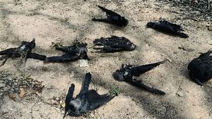 சென்னையை அடுத்து கடலூரில் கொத்துக் கொத்தாக உயிரிழந்த காகங்கள்.. மக்கள் அச்சம்!